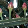 Cereus_chalybaeus_1